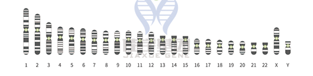 【巅峰国际基因检测】知道<font color='red'>Cd8</font>1的这些内容，是基因检测全面性一个准备
