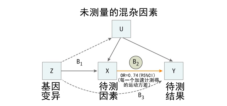 巅峰国际基因解码顺利获得孟德尔随机化法研究两个因素之间的关系及作用方向